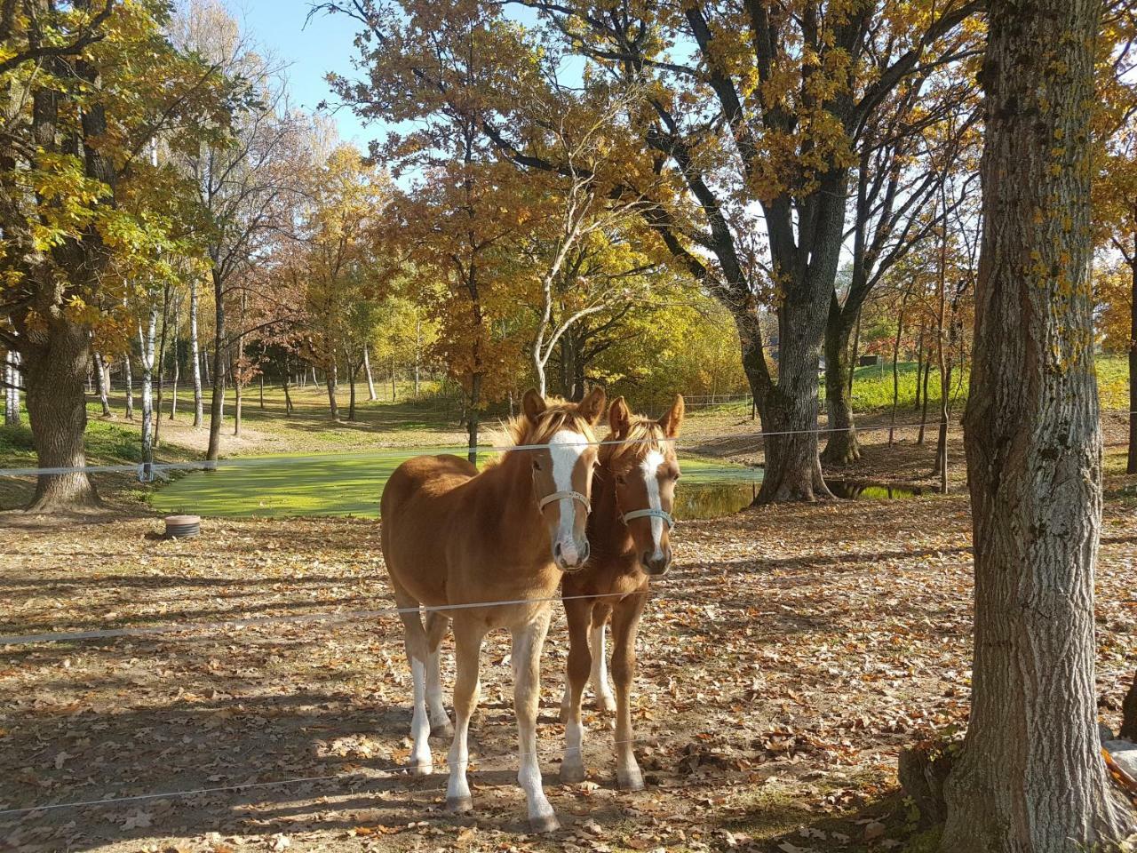 Villa Cheval Aukštadvaris Zewnętrze zdjęcie