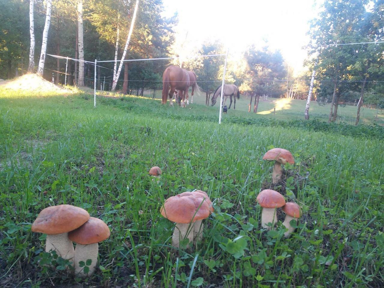 Villa Cheval Aukštadvaris Zewnętrze zdjęcie