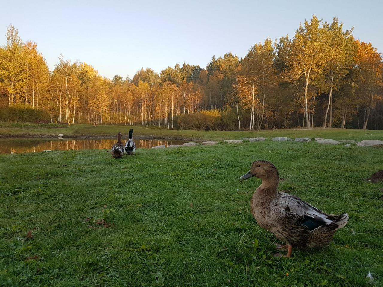 Villa Cheval Aukštadvaris Zewnętrze zdjęcie